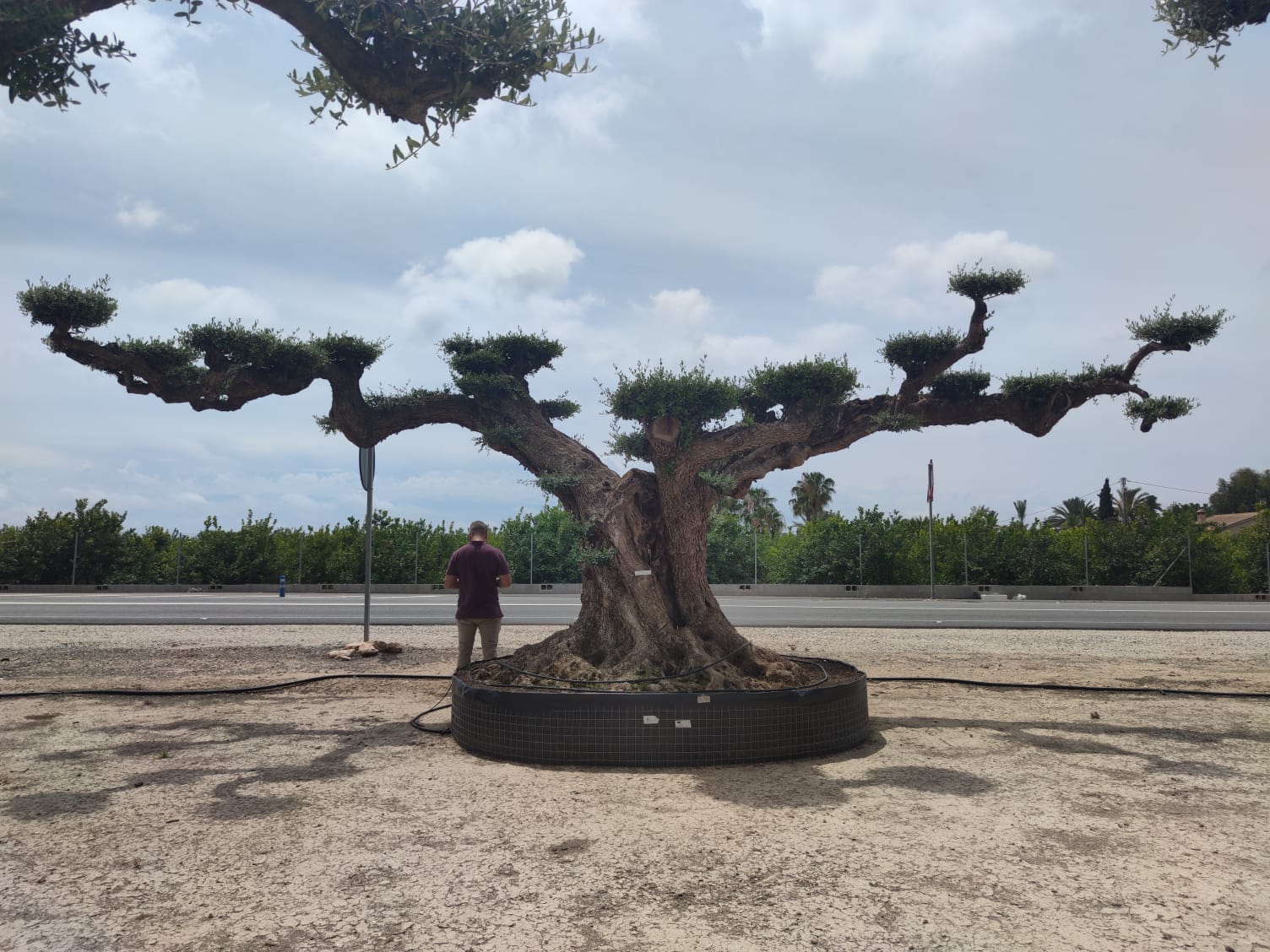 Millenary Olive Trees
