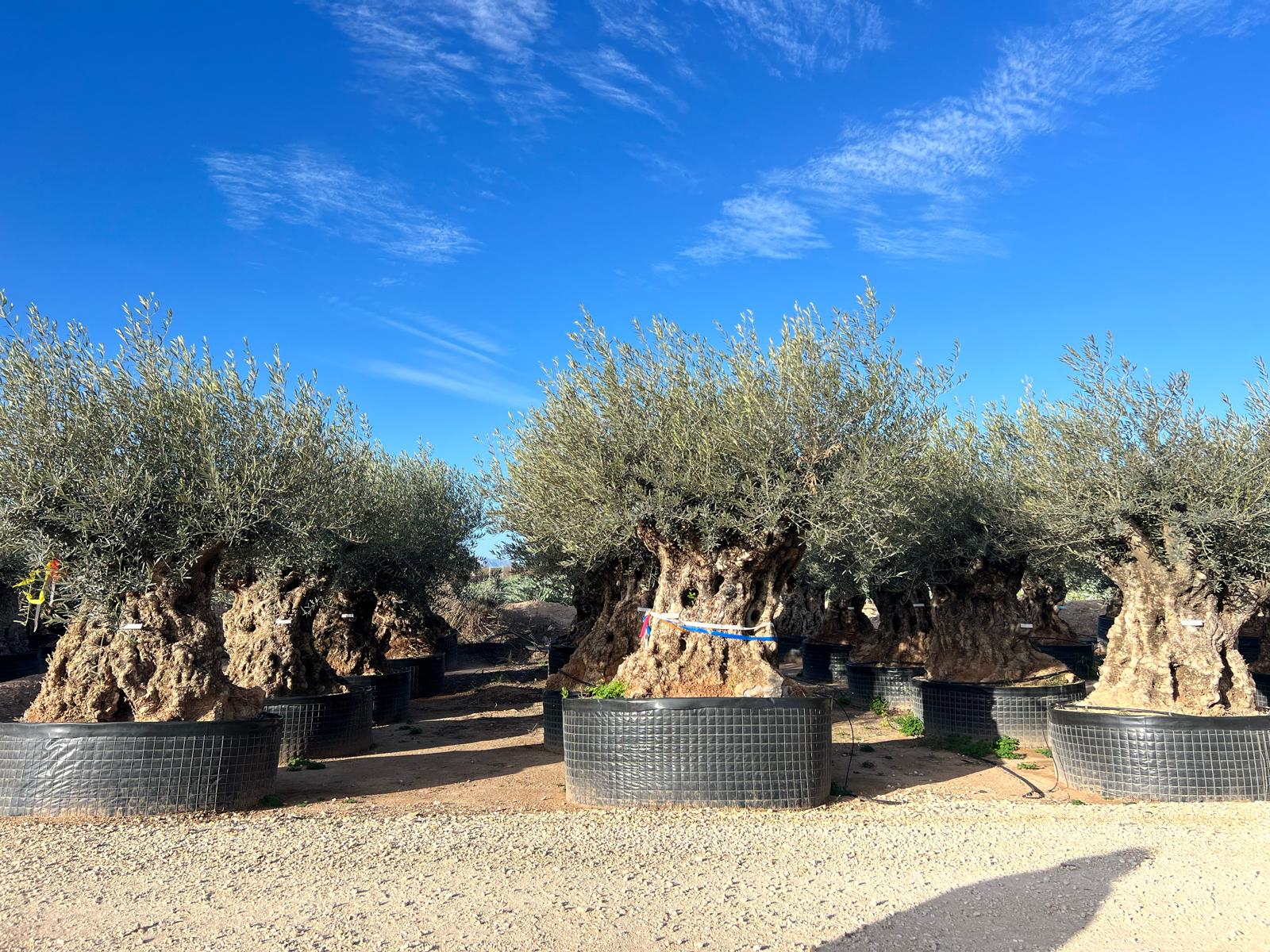 Centenary olive trees