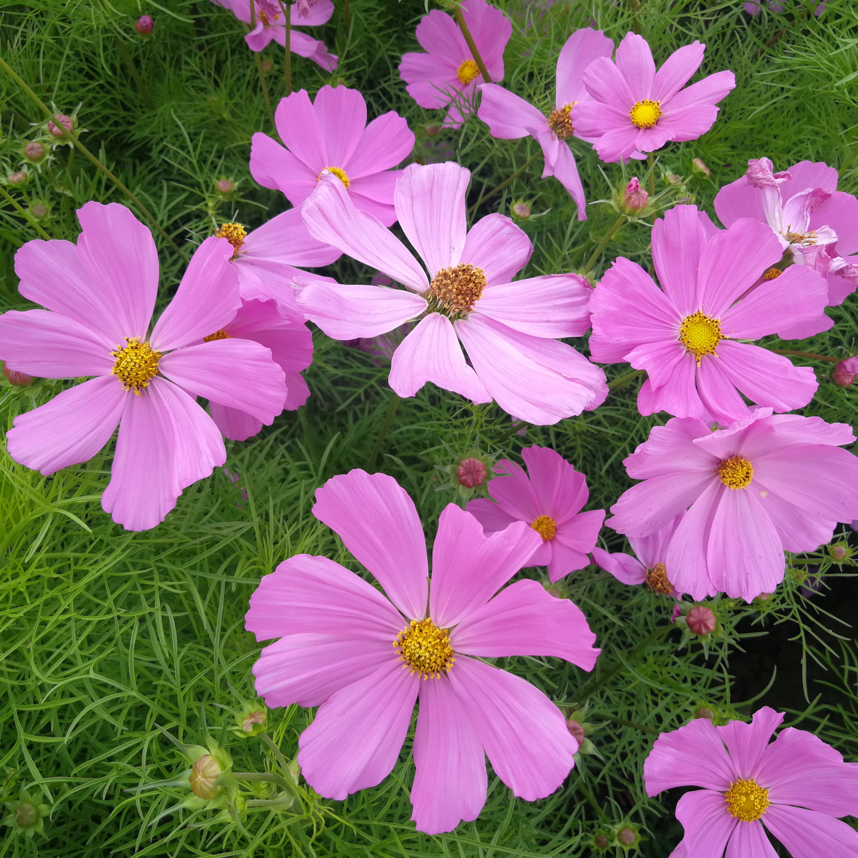 波斯菊