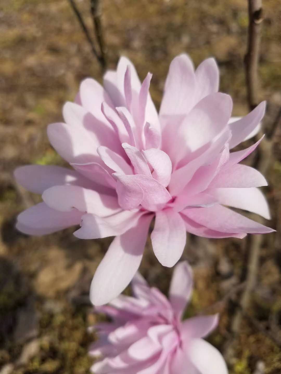 星花玉兰‘完美粉色’