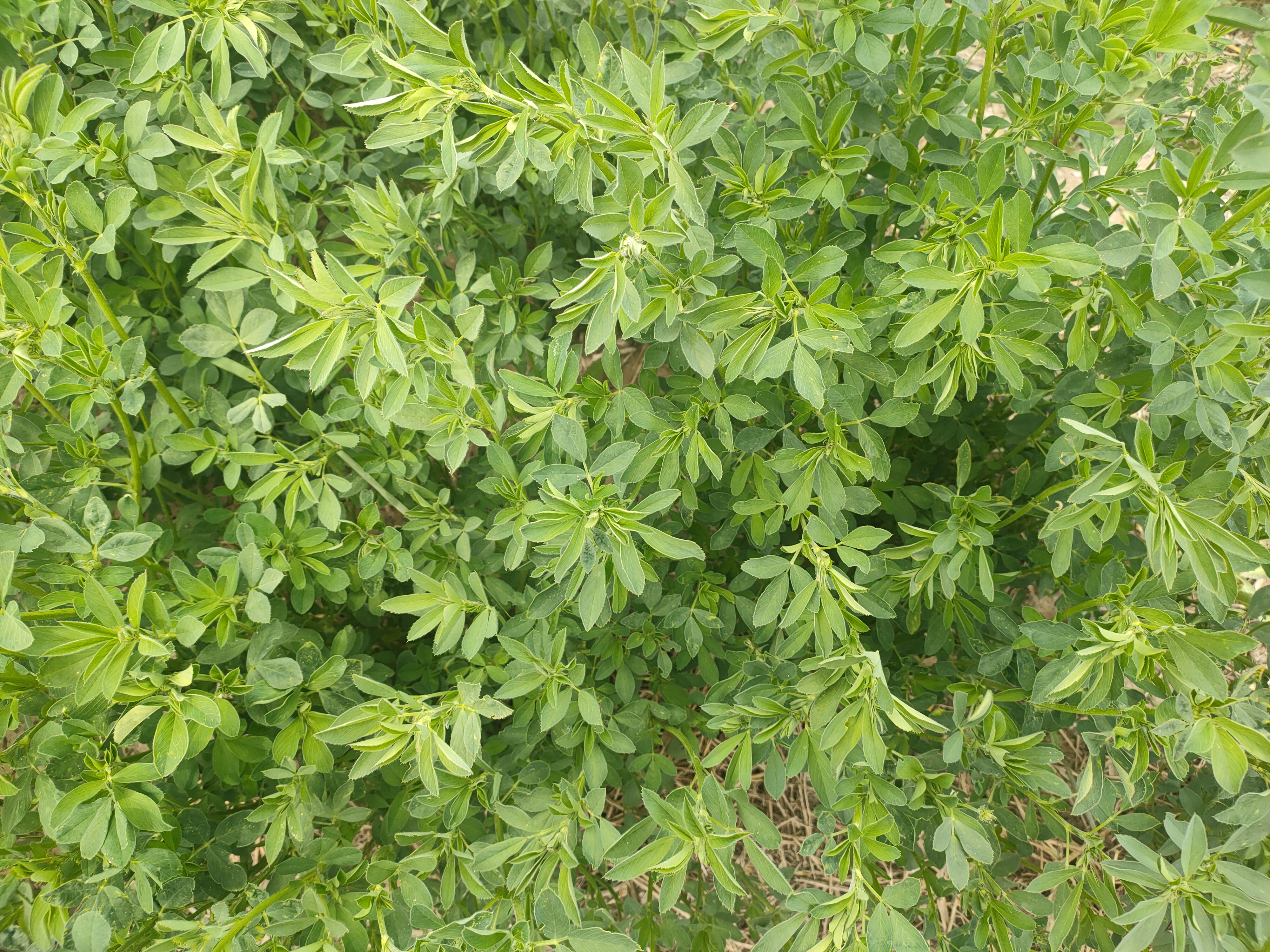 牧草种子