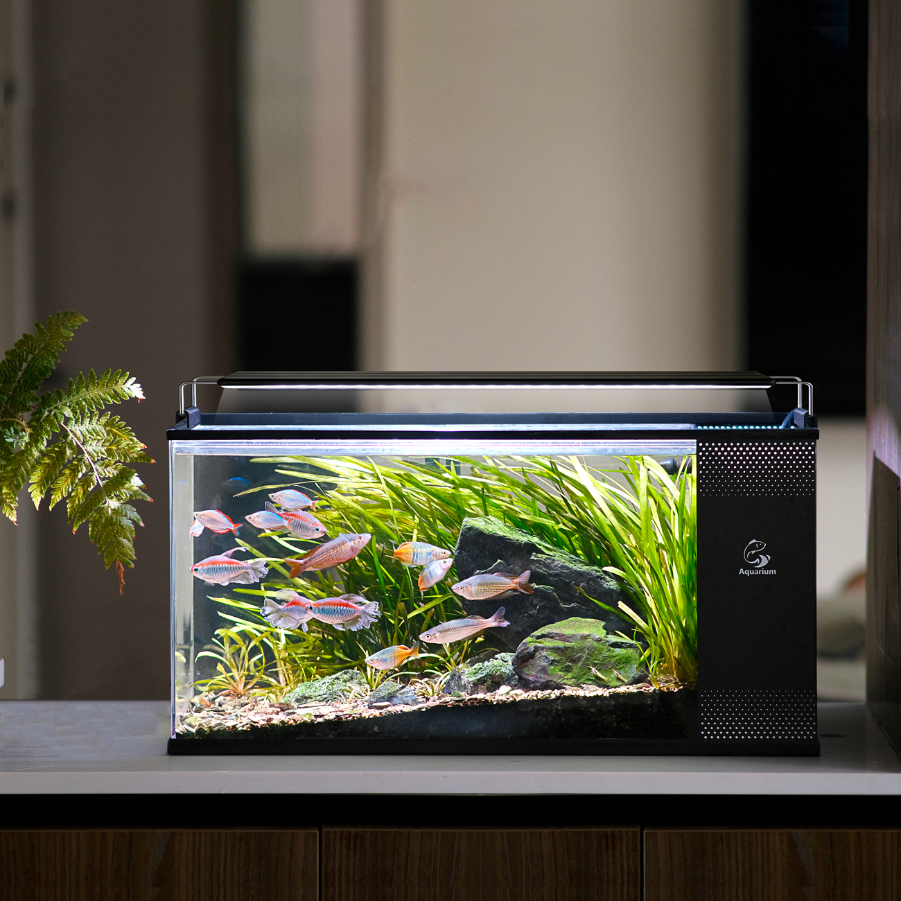 Acrylic Side Filter Aquarium
